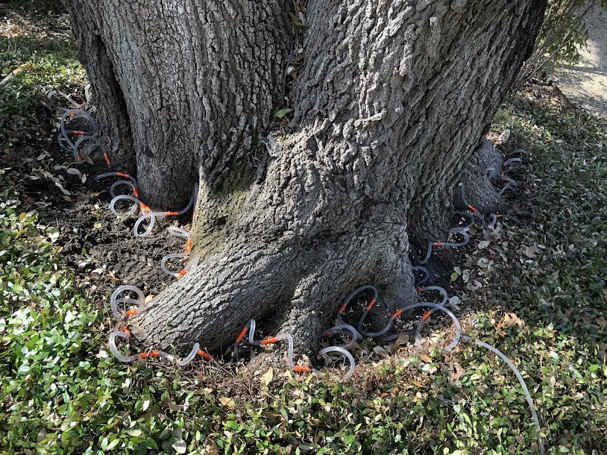 Detailed Tree Cabling and Bracing job site in Greenway